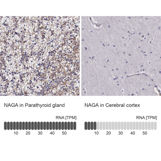 NAGA Antibody in Immunohistochemistry (IHC)