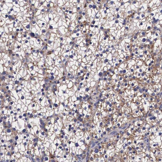 NAGA Antibody in Immunohistochemistry (IHC)