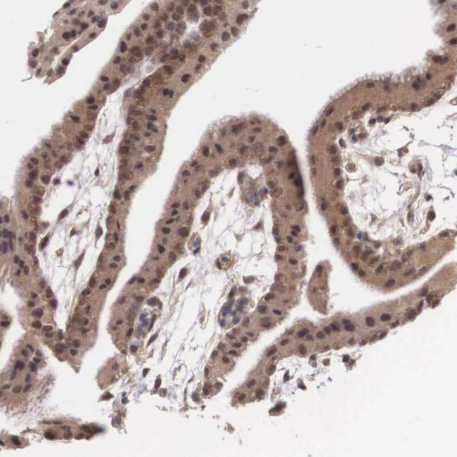 VASH1 Antibody in Immunohistochemistry (IHC)