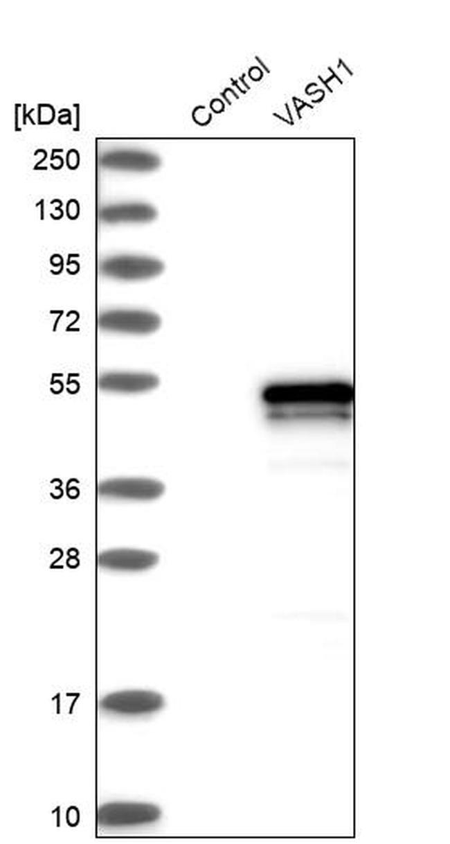 VASH1 Antibody in Western Blot (WB)