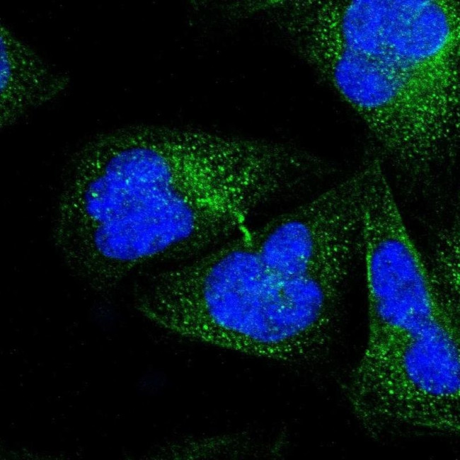 NINL Antibody in Immunocytochemistry (ICC/IF)