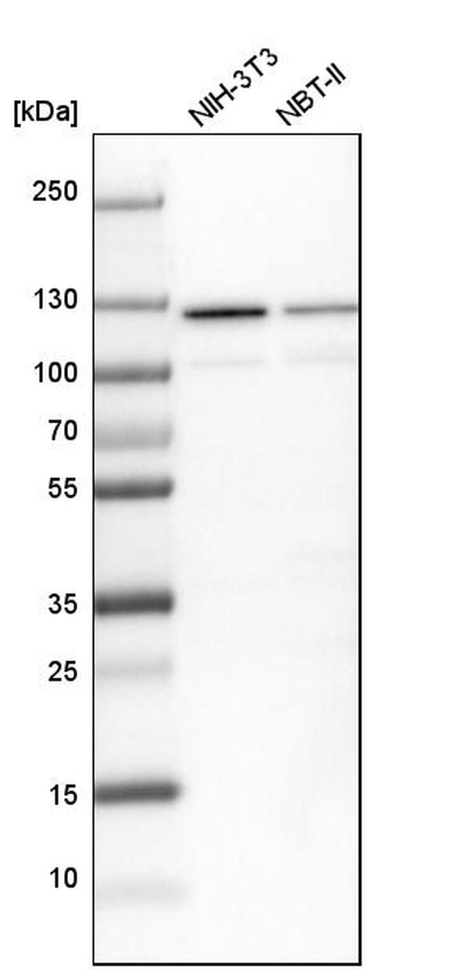 SF3A1 Antibody in Western Blot (WB)