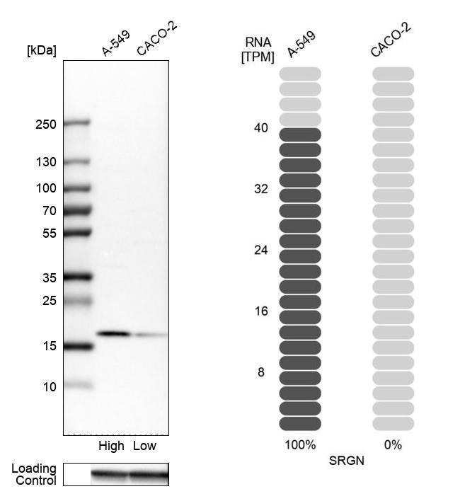 Serglycin Antibody in Western Blot (WB)