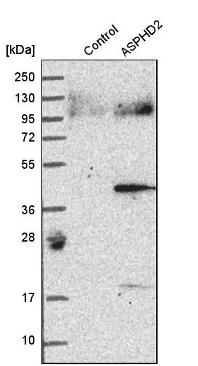 ASPHD2 Antibody in Western Blot (WB)