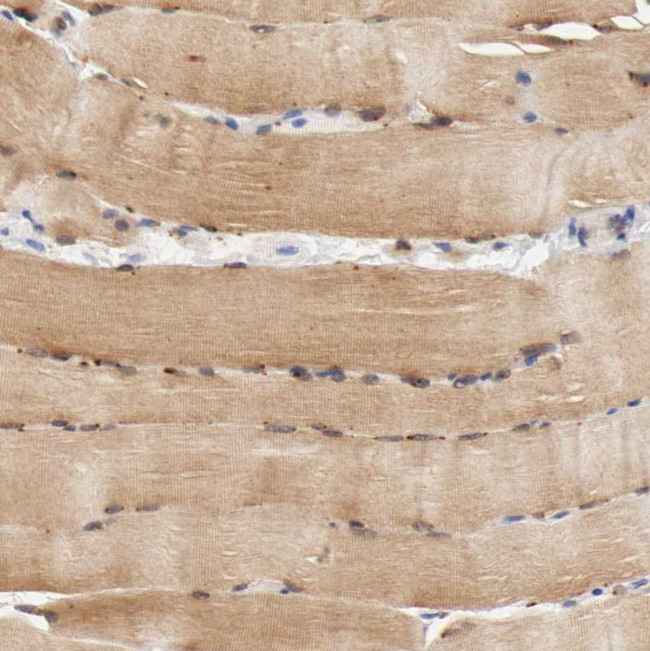 FKBP25 Antibody in Immunohistochemistry (IHC)