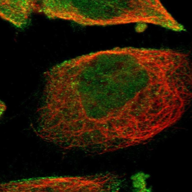 WDR13 Antibody in Immunocytochemistry (ICC/IF)