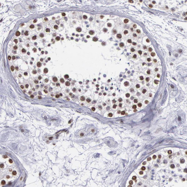 NKAP Antibody in Immunohistochemistry (IHC)