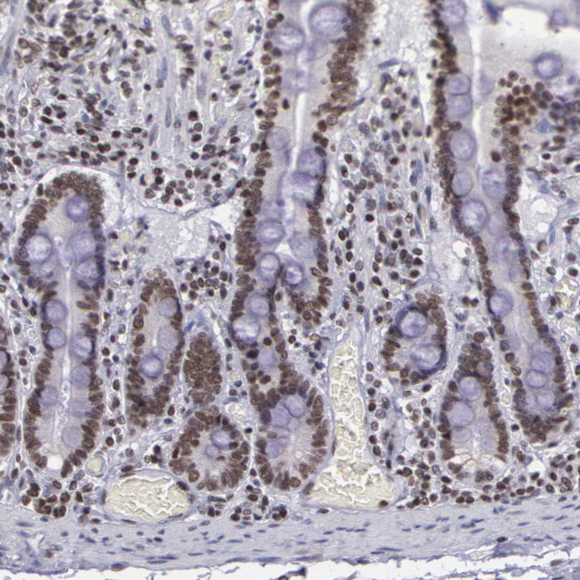 NKAP Antibody in Immunohistochemistry (IHC)