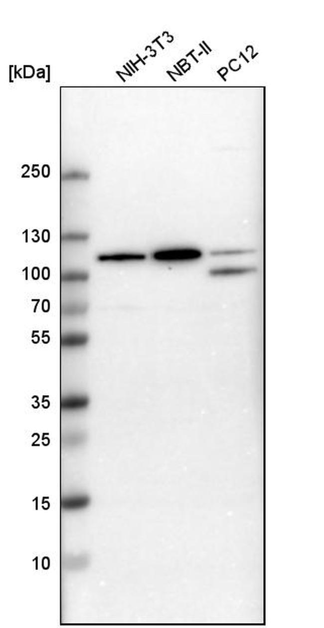 RhoGAP4 Antibody in Western Blot (WB)