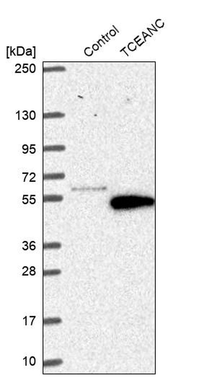 TCEANC Antibody in Western Blot (WB)