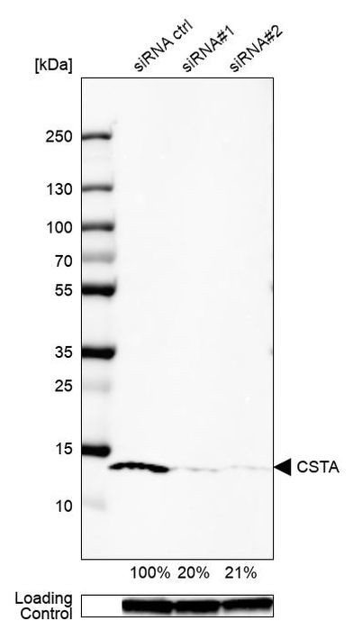 Cystatin A Antibody