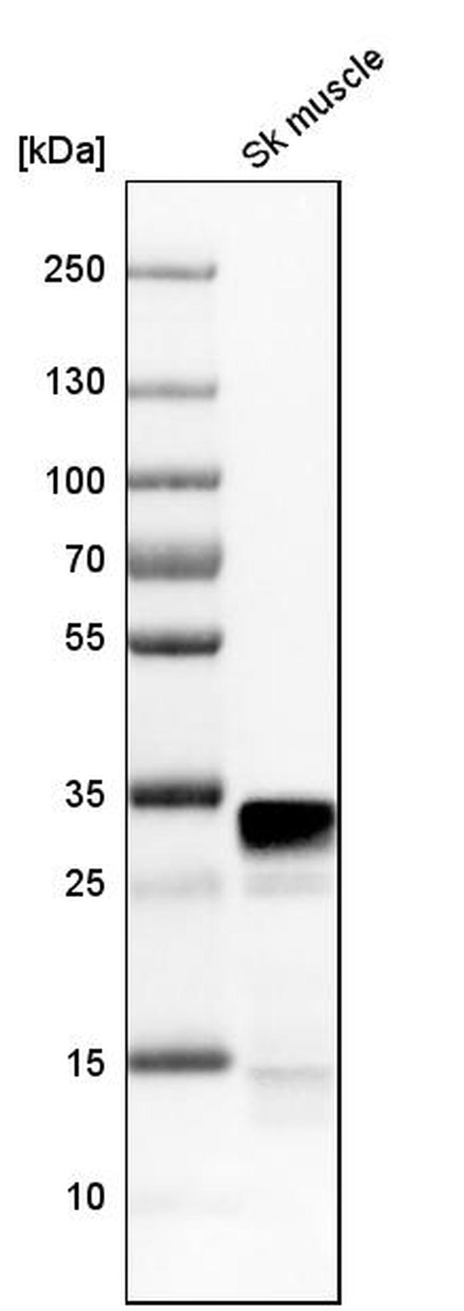 FHL1 Antibody in Western Blot (WB)