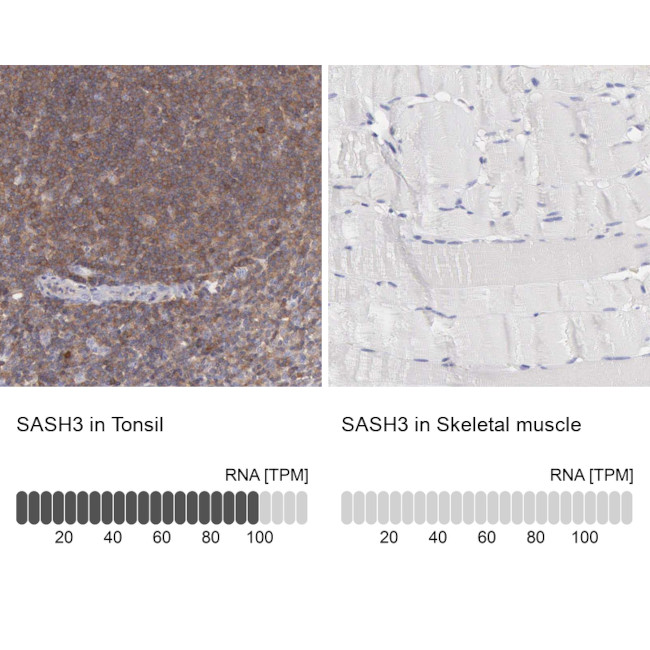 SASH3 Antibody