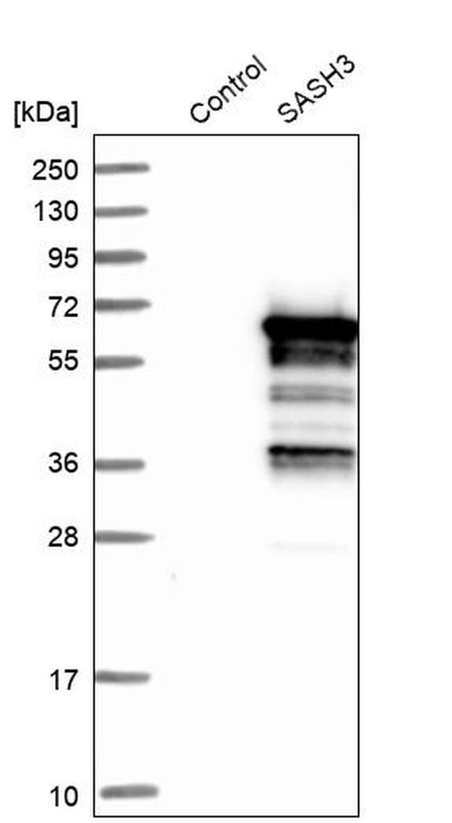 SASH3 Antibody in Western Blot (WB)