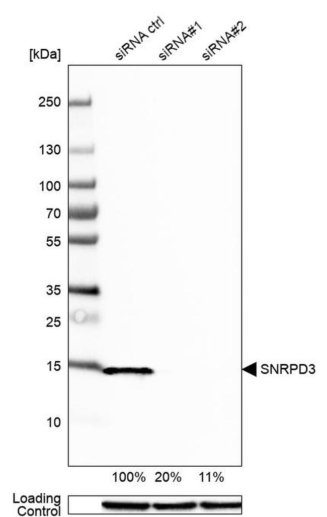 SNRPD3 Antibody in Western Blot (WB)