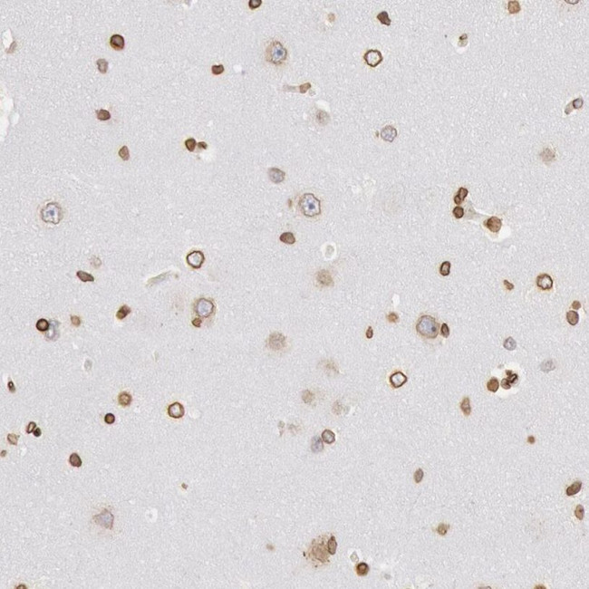 UNC84B Antibody in Immunohistochemistry (IHC)