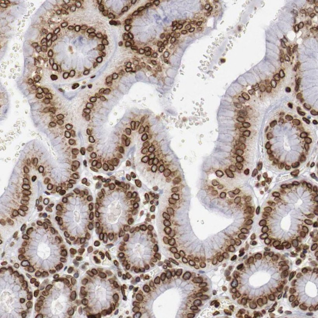 UNC84B Antibody in Immunohistochemistry (IHC)