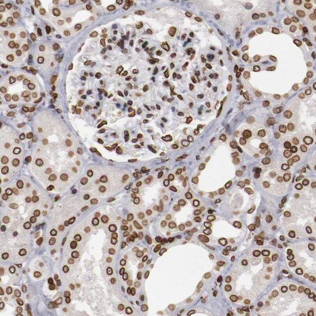 UNC84B Antibody in Immunohistochemistry (IHC)