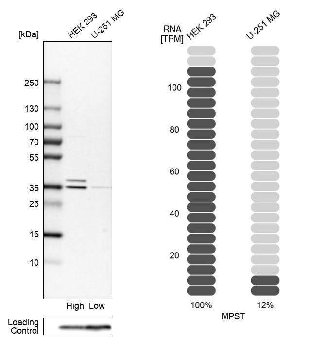 MPST Antibody