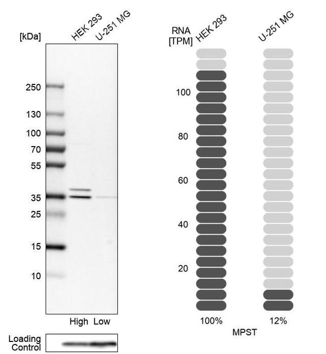 MPST Antibody in Western Blot (WB)