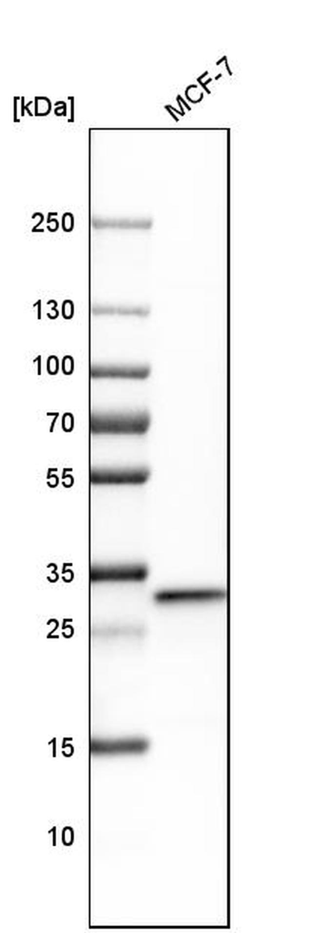 Cytochrome C1 Antibody in Western Blot (WB)