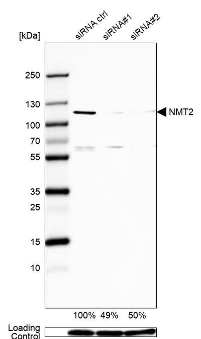 NMT2 Antibody