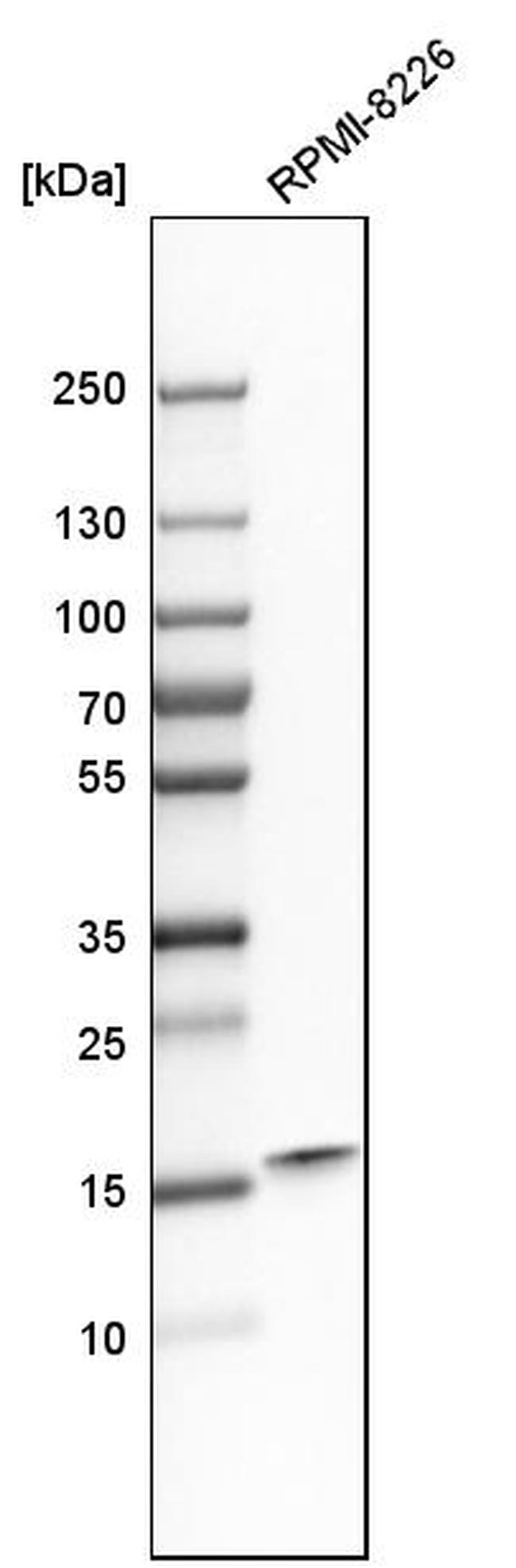 PC4 Antibody in Western Blot (WB)