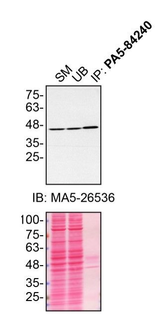 Syntaxin 4 Antibody in Immunoprecipitation (IP)