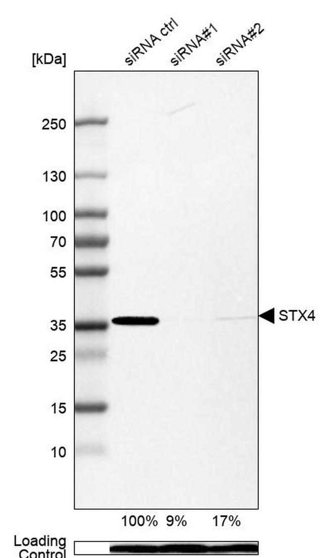 Syntaxin 4 Antibody in Western Blot (WB)