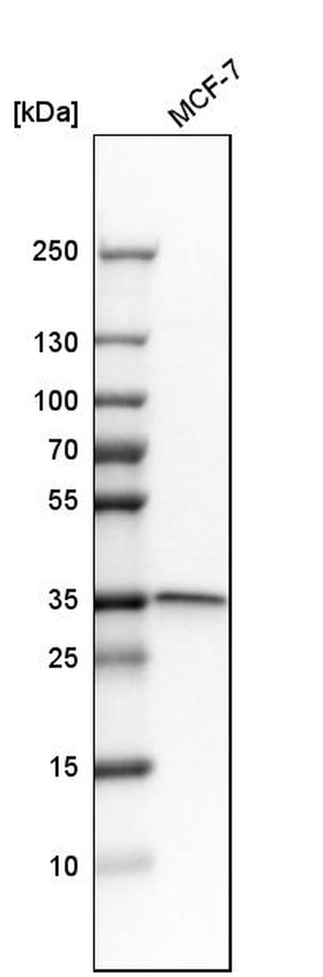 Syntaxin 4 Antibody in Western Blot (WB)