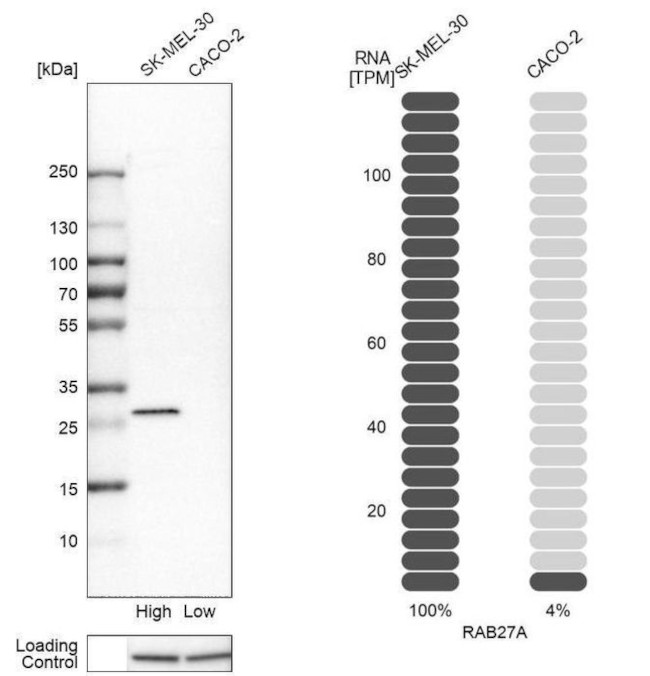 RAB27A Antibody