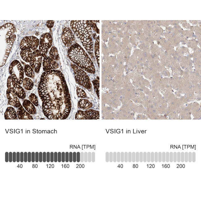 VSIG1 Antibody in Immunohistochemistry (IHC)