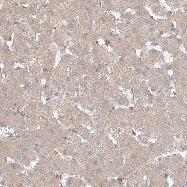 VSIG1 Antibody in Immunohistochemistry (IHC)