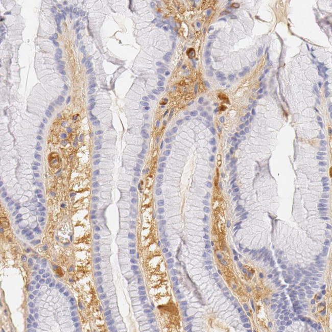 Fetuin A Antibody in Immunohistochemistry (IHC)