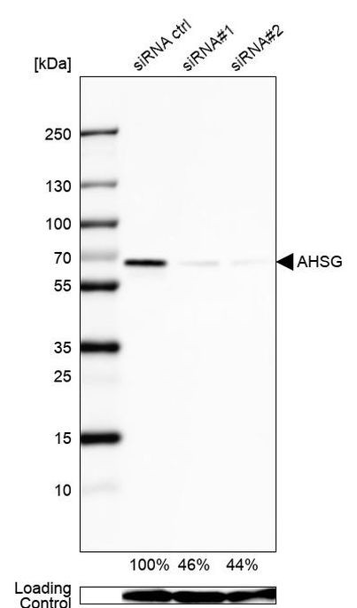 Fetuin A Antibody