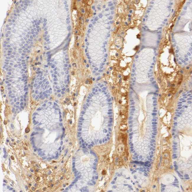 Fetuin A Antibody in Immunohistochemistry (IHC)