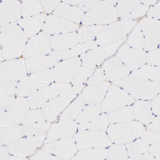 Fetuin A Antibody in Immunohistochemistry (IHC)