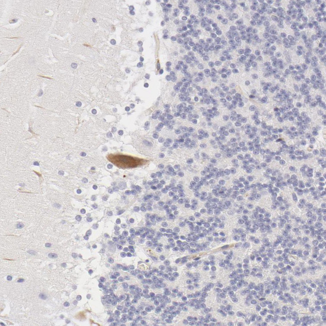 Fetuin A Antibody in Immunohistochemistry (IHC)