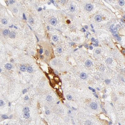 Fetuin A Antibody in Immunohistochemistry (IHC)