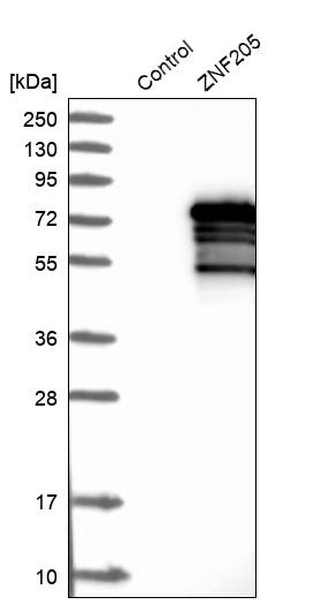 ZNF205 Antibody in Western Blot (WB)