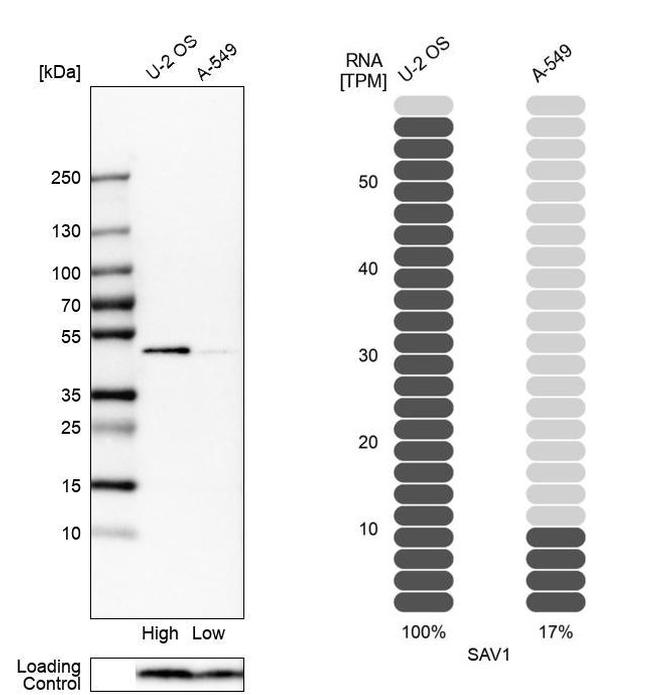 SAV1 Antibody in Western Blot (WB)