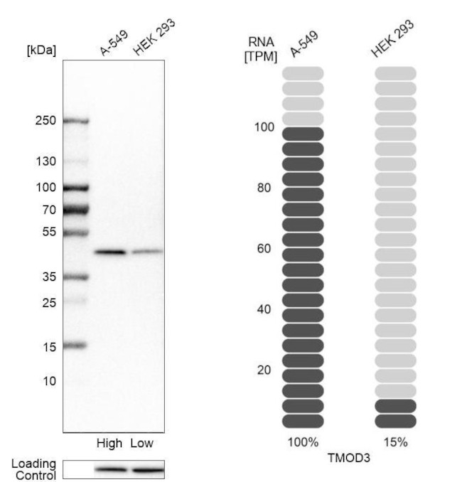 TMOD3 Antibody