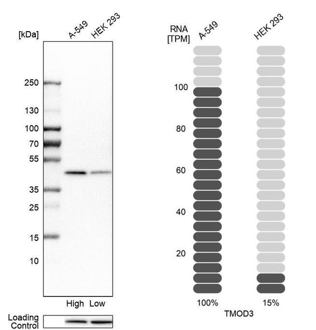 TMOD3 Antibody in Western Blot (WB)