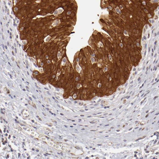 SH2D4A Antibody in Immunohistochemistry (IHC)