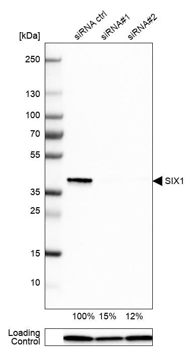 SIX1 Antibody