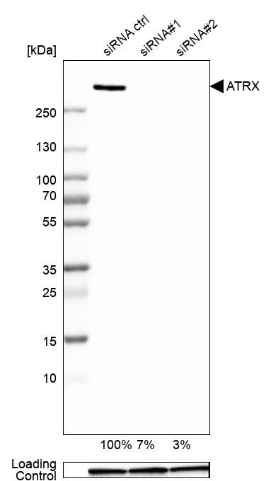 ATRX Antibody