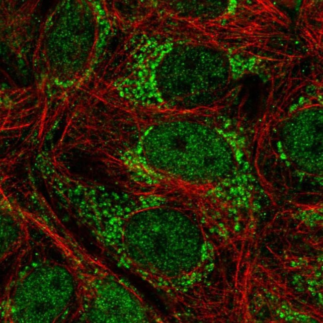 TFAP4 Antibody in Immunocytochemistry (ICC/IF)