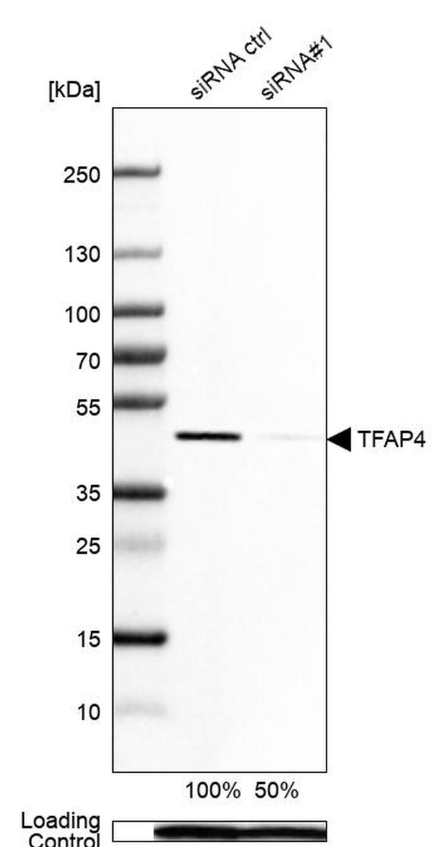 TFAP4 Antibody in Western Blot (WB)