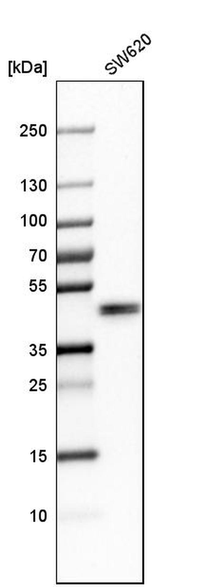 TFAP4 Antibody in Western Blot (WB)