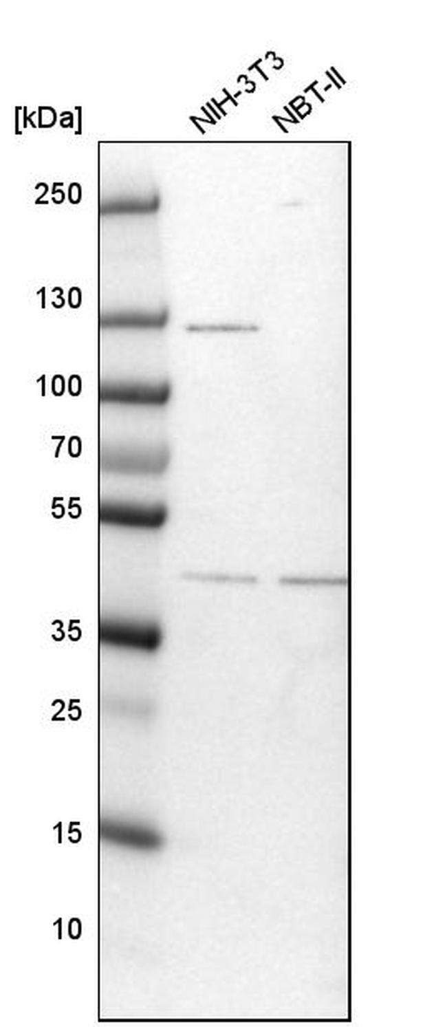 TFAP4 Antibody in Western Blot (WB)